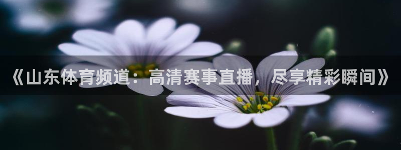 《山东体育频道：高清赛事直播，尽享精彩瞬间》