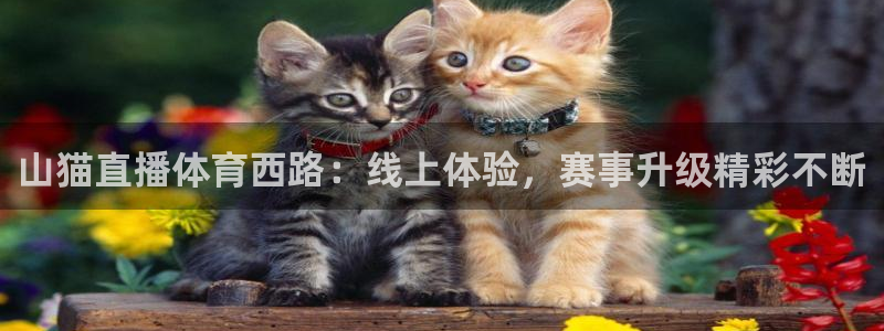 山猫直播体育西路：线上体验，赛事升级精彩不断